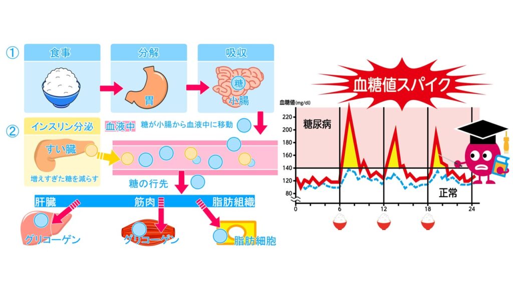 糖の流れと血糖値スパイクの図