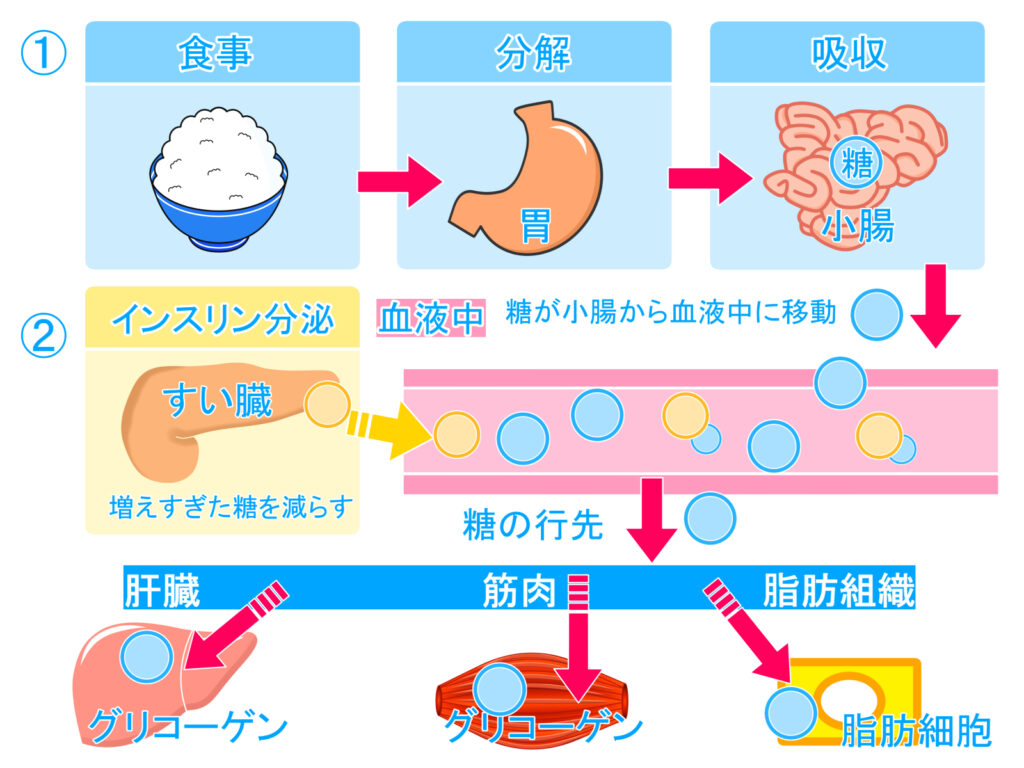 糖とインスリンの流れ