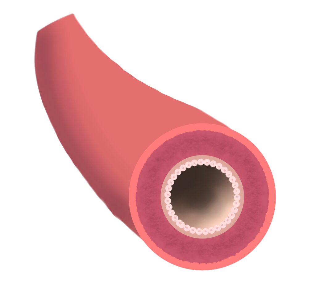 きれいな太い血管の図
