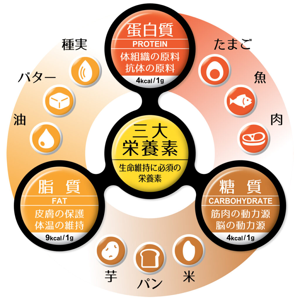 ３大栄養素の図
炭水化物・脂質・たんぱく質が
分かりやすく表示されている