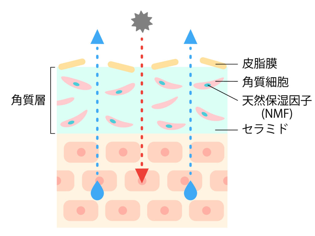 角質層の皮脂膜、角質細胞、天然保湿因子、セラミドの乱れが、肌の水分を保つことができなくすることを示した模式図