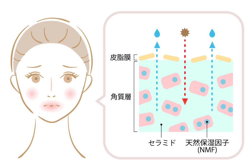 天然保湿因子を示した図