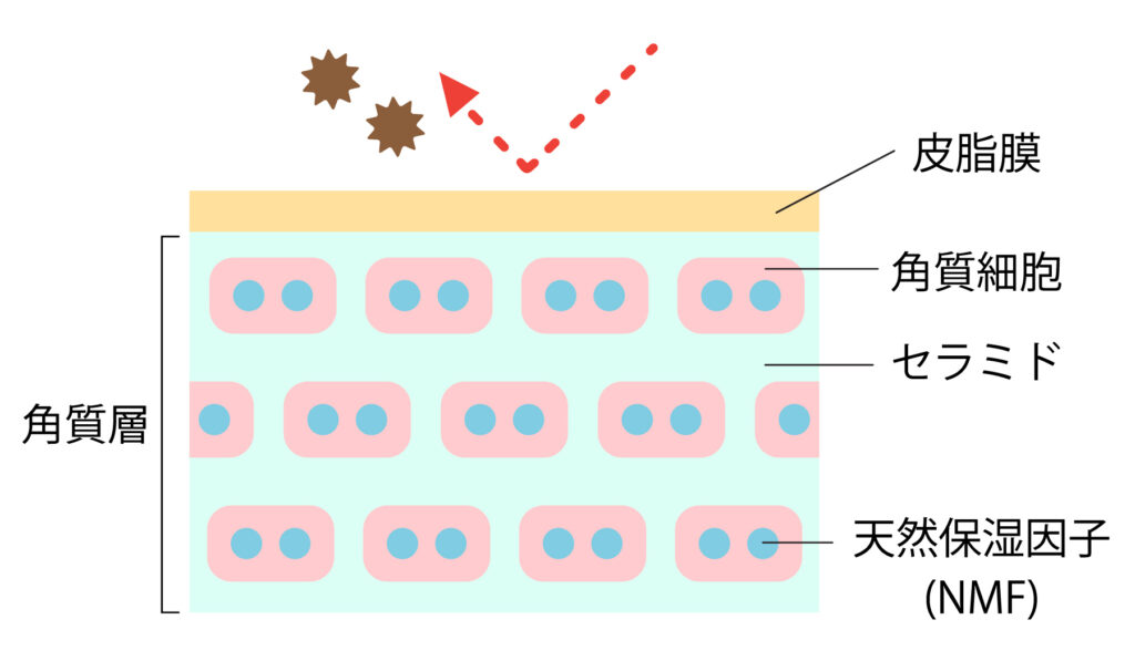 肌の角質層の皮脂幕、角質細胞、セラミド、天然保湿因子を記載した模式図