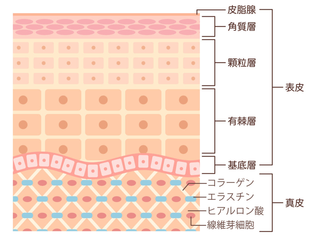 肌の構造を示した図